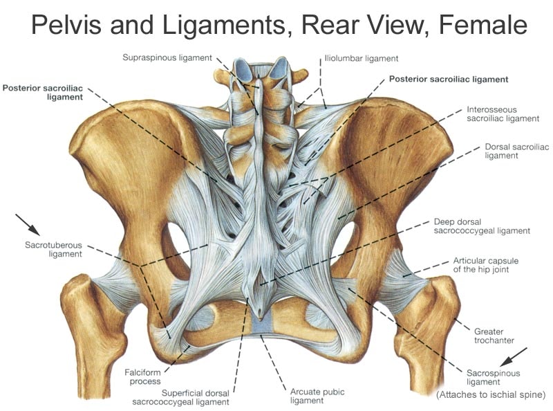 pelvis ligaments